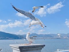 -大理洱海