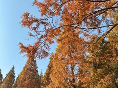 -黄海国家森林公园