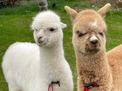 -杭州桐庐康莱德酒店西餐厅-舍