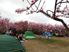 -三圣花乡旅游区