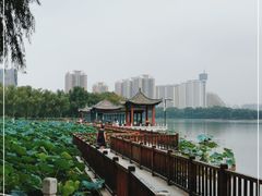 -莲花池公园