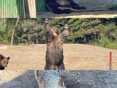 -沈阳森林动物园