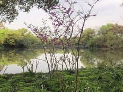 -西湖外事游船(花港观鱼码头)