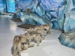 -哈尔滨极地公园