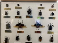 -上海昆虫博物馆