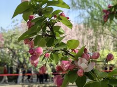 -海棠花溪(元大都城垣遗址公园)