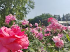 -睦南公园