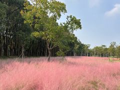 -昆山城市生态森林公园