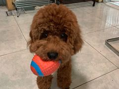 -瑞鹏宠物医院·爱宠堂·骨外专科(西荷分院)