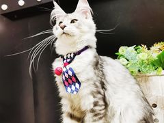 -十年猫舍·猫咪专门店(普陀店)