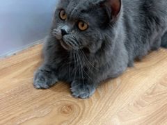 -COLOR PETS 撸猫馆·购猫·猫咖(长风大悦城店)