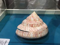 -青岛贝壳博物馆