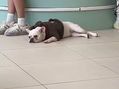 -怪兽屋·羊驼·猫咖·狗咖(俊华广场店)