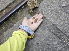 -五营红松林海景区