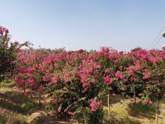 -武汉紫薇都市田园