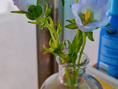 -双季花艺园艺市场(浦东店)