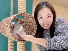 -飞行喵MR PILOT|猫舍·猫咖(静安大融城店)