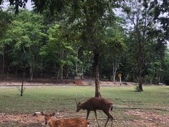 -清迈夜间动物园