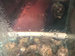 黄金跳舞鲍-大鲜生·亚洲菜融合小食堂