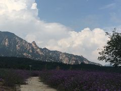 -紫云台香草园