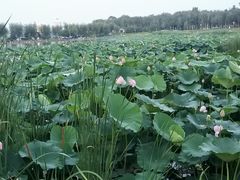 -长春市南湖公园