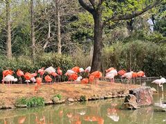 -上海野生动物园