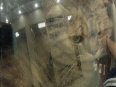 -安安宠医宠物医院·异宠·犬猫内科(岳阳分院)