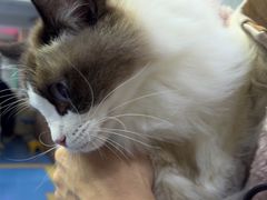 -天使宠物医院·犬猫分诊(彩虹店)