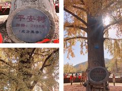 -千年银杏谷文化旅游区