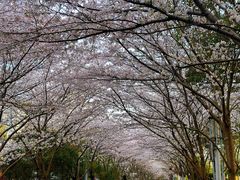 -高东镇樱花园