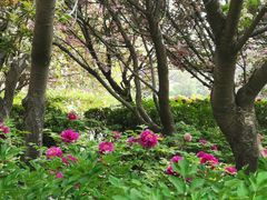 -洛阳市隋唐城遗址植物园