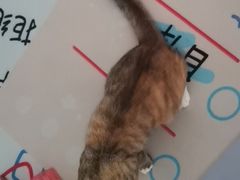 -艾贝尔宠物医院·24H转诊中心·肿瘤猫专科(江宁双龙店)