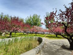 -莲花池公园