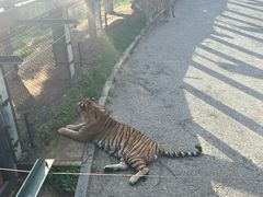 -大连森林动物园