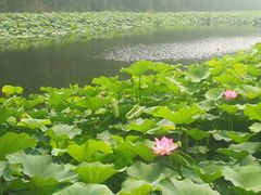 -白洋淀景区