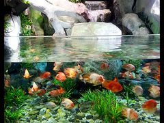 热带雨林-福州罗源湾海洋世界旅游区