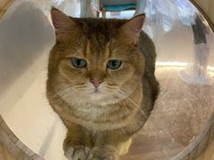 -COLOR PETS 撸猫馆·购猫·猫咖(长风大悦城店)