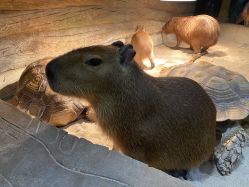 -Zoolung Zoolung动物主题公园(海信广场店)