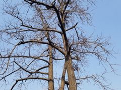 -苏州文庙(姑苏区)