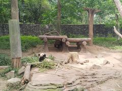 -都江堰中华大熊猫苑