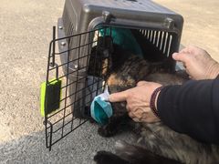 -瑞派·关忠动物医院猫科外科·异宠·24小时转诊中心(祥云店)