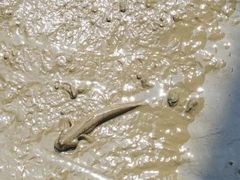 -北海金海湾红树林生态旅游区