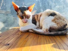 -猫小院猫主题咖啡厅(北锣店)