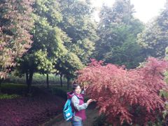 -铁山坪森林公园