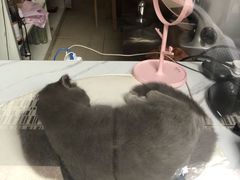 -猫咪博物馆(顶澳仔猫街店)