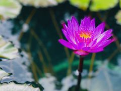 -上海辰山植物园
