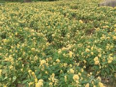 -松山湖梦幻百花洲