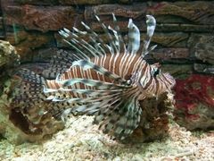 -北戴河圣蓝海洋公园