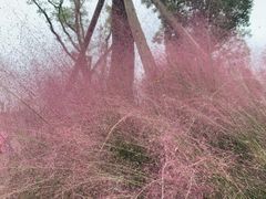 -白鹭湾湿地公园