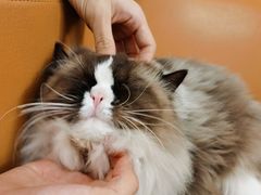-瑞派雷欧宠物医院·中兽医·眼科·急重症转诊中心(黄台店)